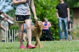 Hundeschule