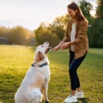 Eine junge Frau steht lächelnd auf einer sonnigen Wiese und trainiert bzw. interagiert mit einem sitzenden Golden Retriever im warmen Abendlicht.